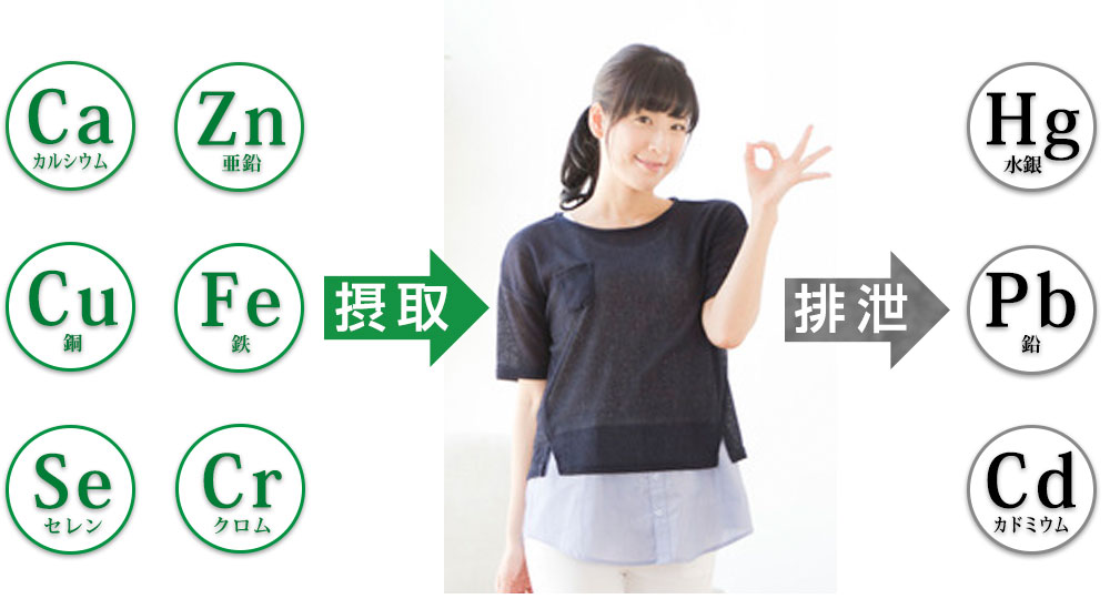 ミネラル摂取と排泄のイメージ画像
