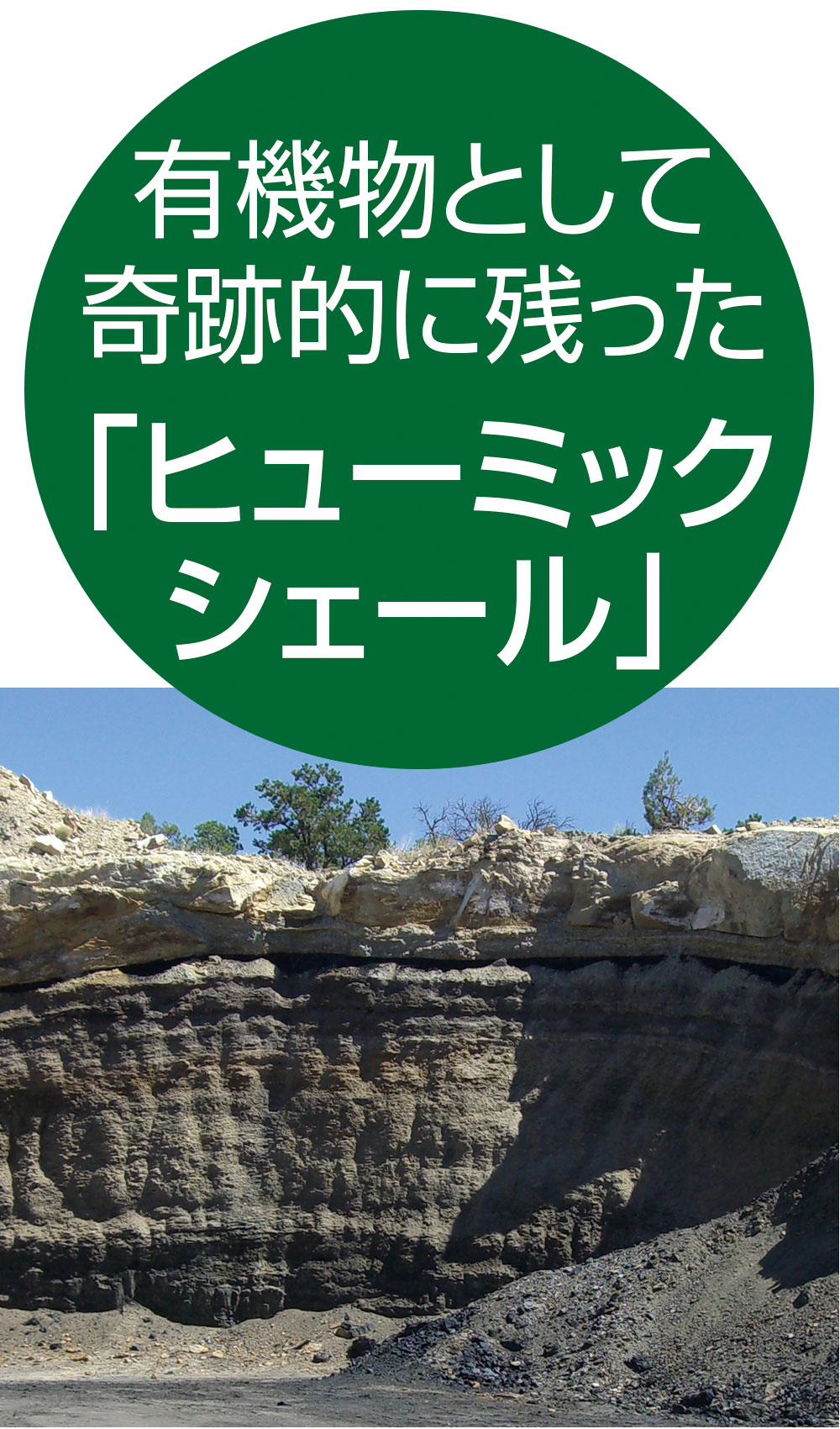 有機物として奇跡的に残った「ヒューミックシェール」